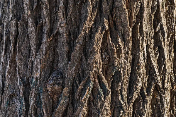 Tekstura Kory Drzewa Ulmus Pumila Powszechnie Znanego Jako Wiązu Syberyjskiego — Zdjęcie stockowe