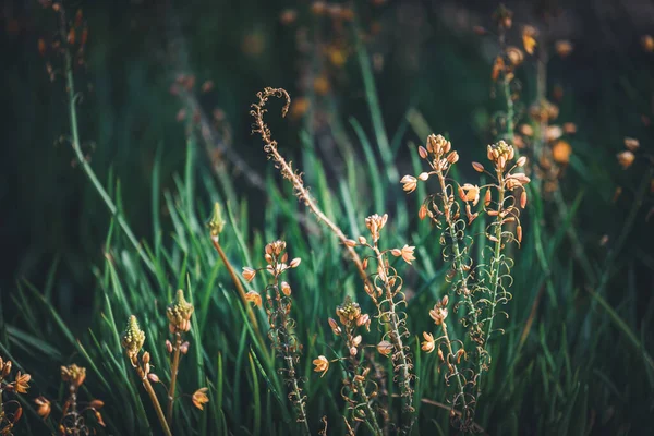 Flores Brotes Bulbine Frutescens También Conocida Como Planta Jalea Quemada — Foto de Stock