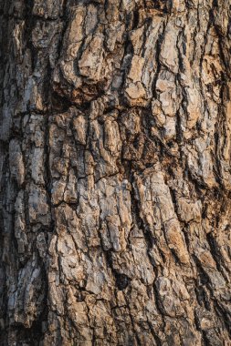 Mercan ağacı olarak da bilinen Erythrina Crista-Galli ağacının kabuğu