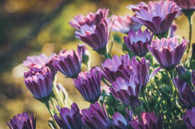 Osteospermum 'Soprano Purple' çiçekleri genellikle Afrika papatyası ya da Papatya Burnu olarak bilinir.