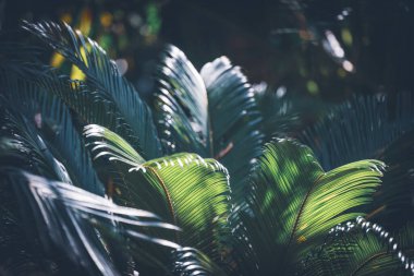 Bir lath evde yetişen tropikal bitkilerin yeşil yaprakları