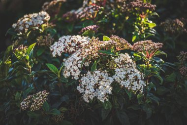 Viburnum tinus çalı çiçekleri ve tomurcukları