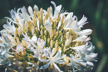 Afrika zambaklarının güzel beyaz çiçekleri ve tomurcukları Agapanthus africanus albus olarak da bilinir.