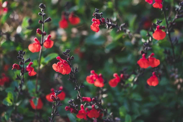 Red tiny flowers of Eyelash-Leaved Sage, also known as, Salvia blepharophylla