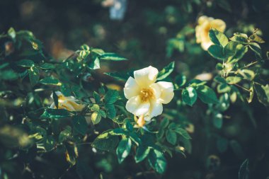 Bir Bahis Çiçeği Rakamları öğleden sonra güldü