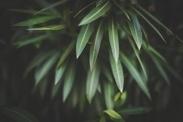 Hojas Una Planta Nerium Oleander — Foto de Stock