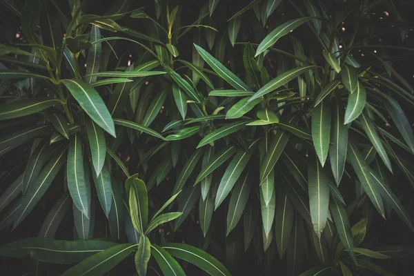 Detalle Las Hojas Verdes Nerium Oleander — Foto de Stock