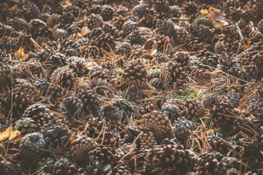 Çam kozalakları ve kuru iğneler sonbaharın başında zemini kaplıyor.