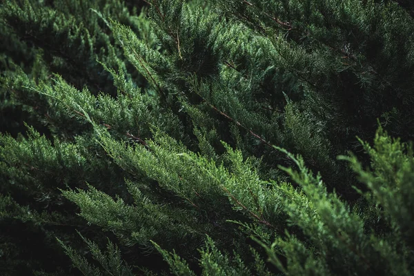 Ciemnozielone Liście Cupressus Sempervirens Znane Również Jako Cyprys Śródziemnomorski Cyprys Obrazek Stockowy