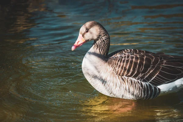 都会の公園の湖で休んでいるガチョウ — ストック写真