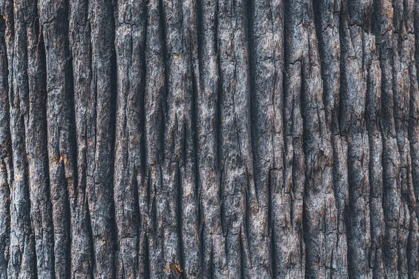 Kaliforniai Rajongói Pálmafa Széles Törzsének Kéregszerkezete — Stock Fotó