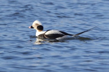 labedz niemy Cygnus olor