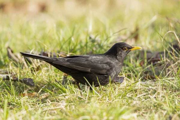 Blackbird Поисках Пищи — стоковое фото