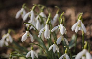Kardelen yakın çekim vurdu