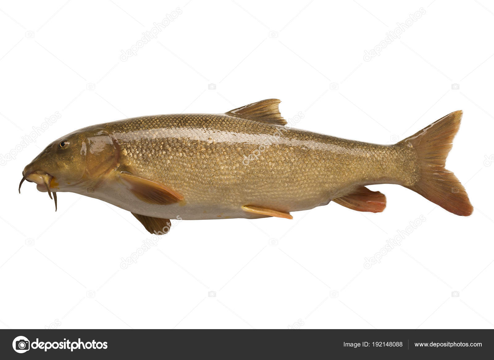 Isolated barbel fish Stock Photo by ©beawolf 192148088