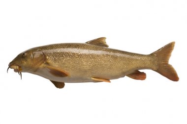 Isolated barbel fish clipart