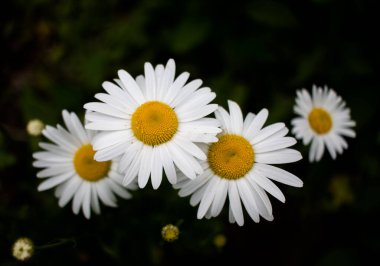 Güzel beyaz çiçekler yakın.