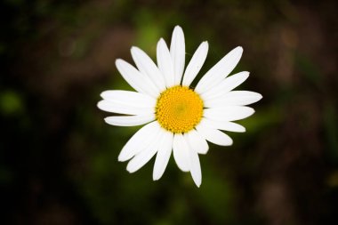 Güzel papatya, siyah arka plana yaklaş.