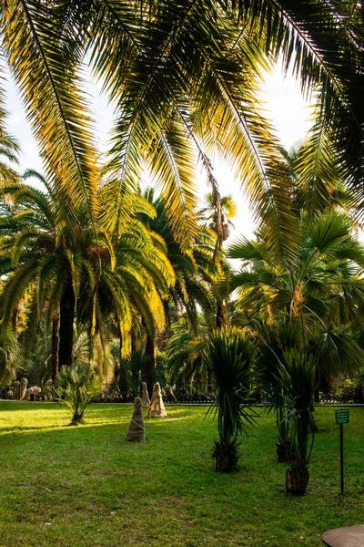 Palmiers Dans Jardin — Photo