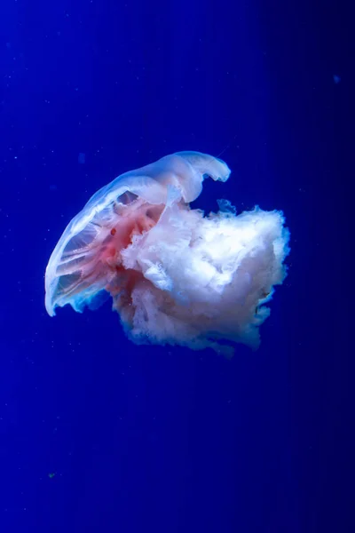 Piękne Meduzy Pływa Niebieskiej Wodzie — Zdjęcie stockowe