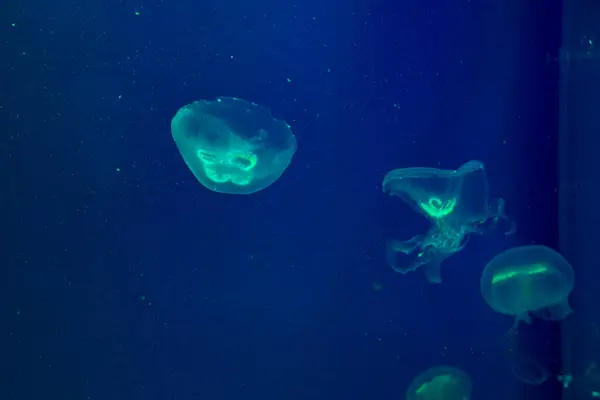 Zielone Meduzy Niebieskiej Wodzie — Zdjęcie stockowe