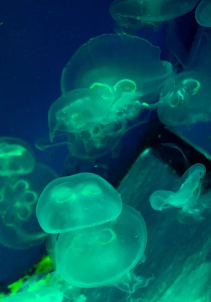 Dużo Zielonych Meduz Niebieskiej Wodzie — Zdjęcie stockowe
