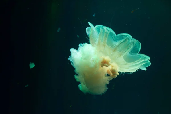 Piękne Meduzy Pływa Ciemnej Wodzie — Zdjęcie stockowe