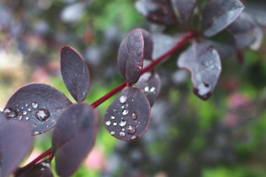 Bitkinin üzerine su damlası