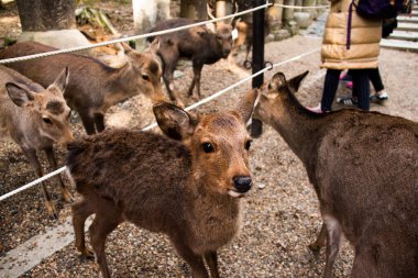 Parkta çok geyik var.