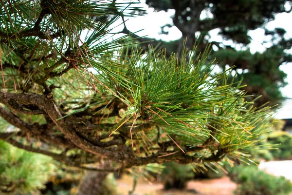 Green Pine Branch Close — Stock Photo, Image