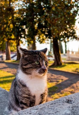 Sonbahar parkındaki kedi