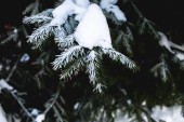 Sněhem pokryté borové větve
