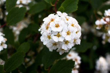 Bahçede beyaz çiçekler