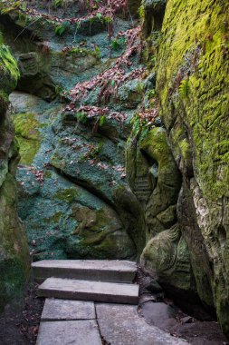 Ormandaki merdivenler