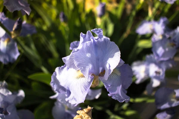 Bunga Iris Biru Menutup — Stok Foto