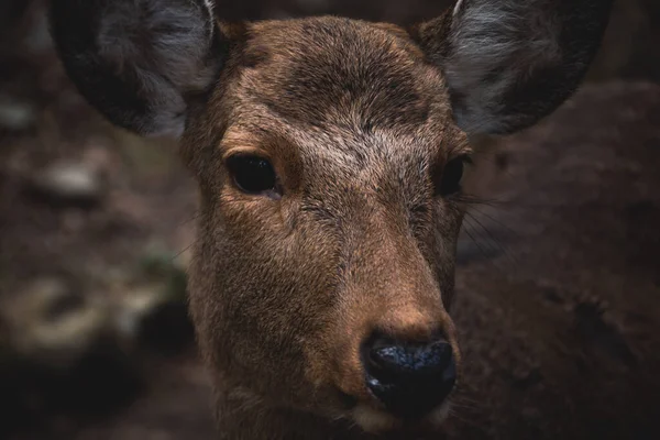 Cerfs Dans Les Bois — Photo