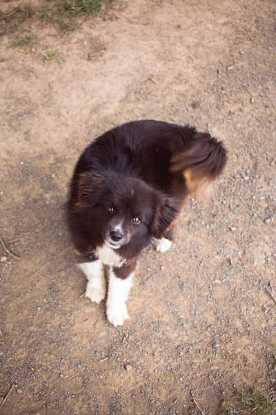 Black White Dog — Stock Photo, Image