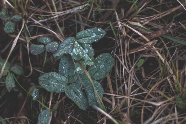Karda Küçük Bir Bitki — Stok fotoğraf
