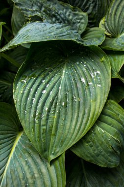 Yeşil yaprakları kapat
