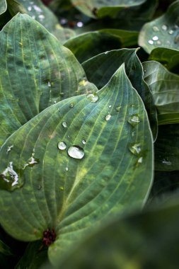 Yaprağın üzerine su damlıyor.