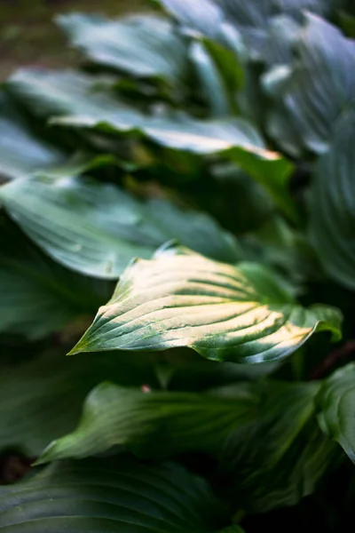 Grüne Pflanze Garten — Stockfoto
