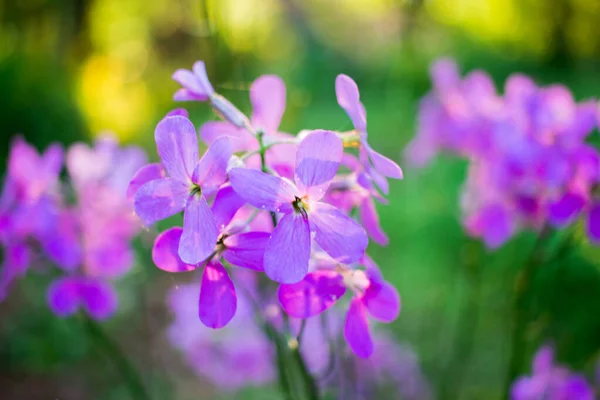 Flores Roxas Primavera — Fotografia de Stock