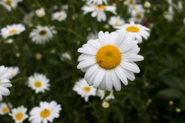 Beyaz papatya çiçeği yaklaş