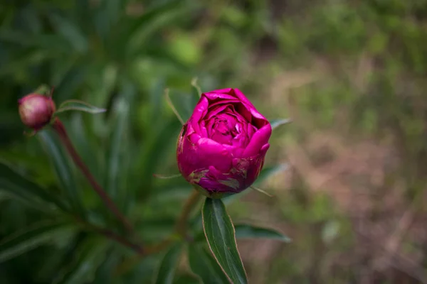 Розовый Пион Зеленом Фоне — стоковое фото