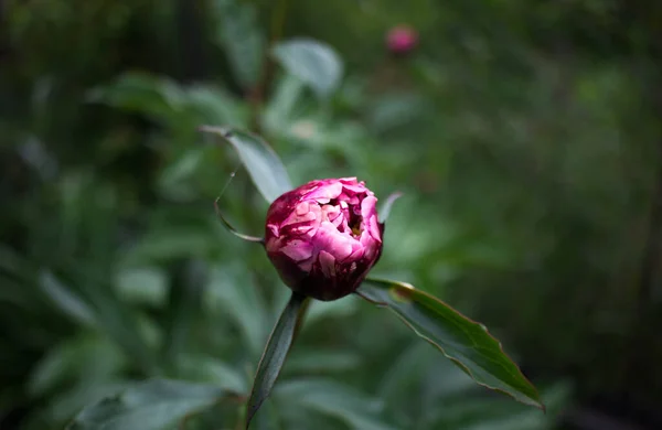 Pión Rosa Jardín —  Fotos de Stock