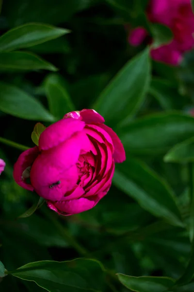 Flores Cor Rosa Jardim — Fotografia de Stock