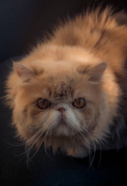 Bir kedinin portresi