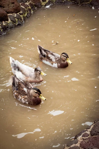 Eenden Het Water — Stockfoto