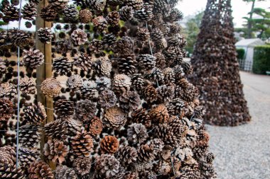 Parkta çam kozalakları