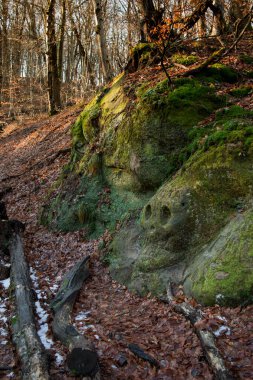 Ormanda kafatası şekilli kaya